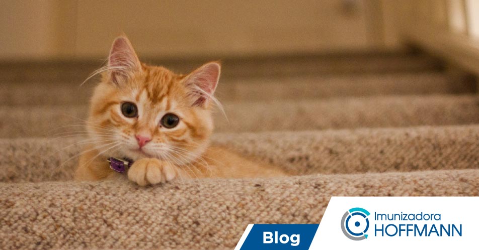 Toxoplasmose em gatos ameaça a saúde da família inteira