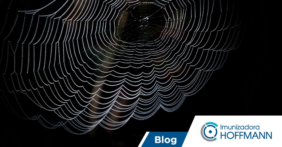 Aranha que come pássaro? Veja essa e outras curiosidades