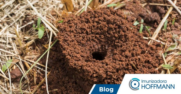 Formigas são insetos perigosos! Descubra por quê