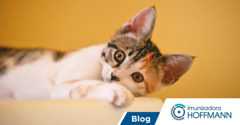 Cuidados com seu pet na dedetização
