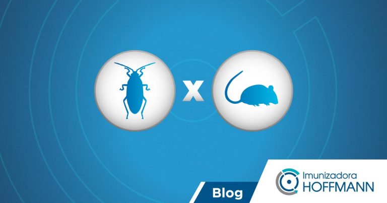 Ratos ou baratas: quais são os mais ameaçadores?