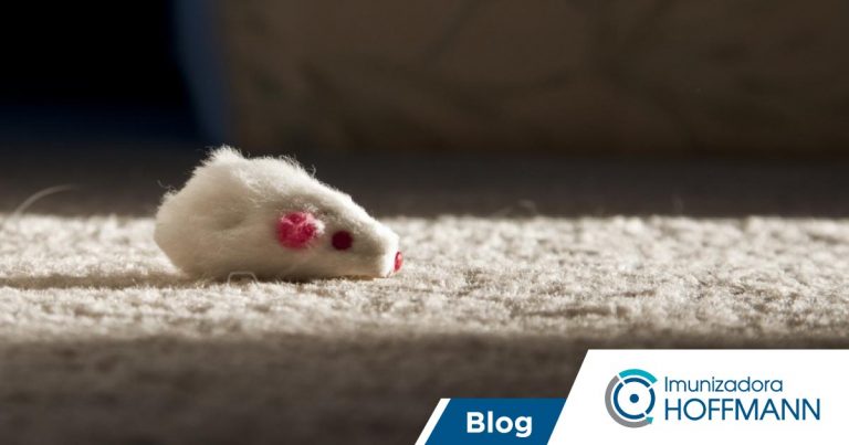 Como matar ratos sem pôr a própria segurança em risco