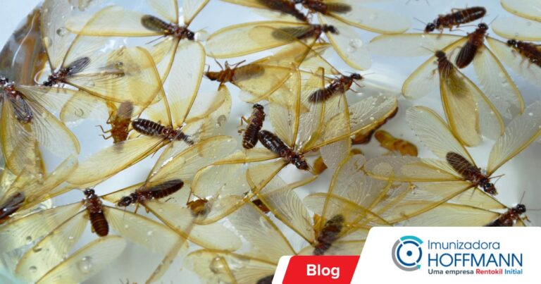 Proteja sua casa dos cupins alados