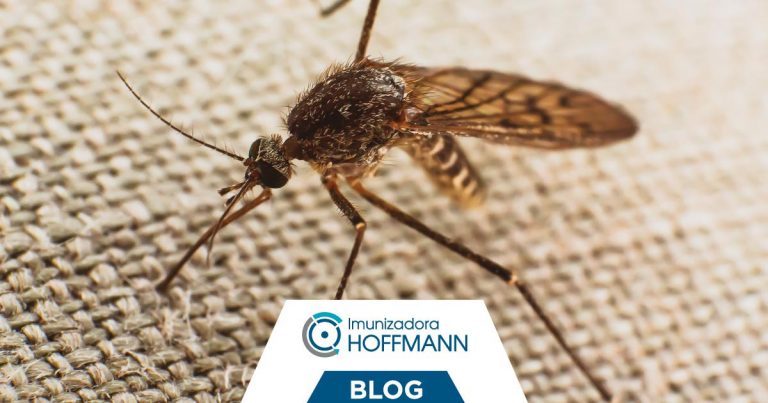 DOSSIÊ: o que você precisa saber para eliminar os mosquitos