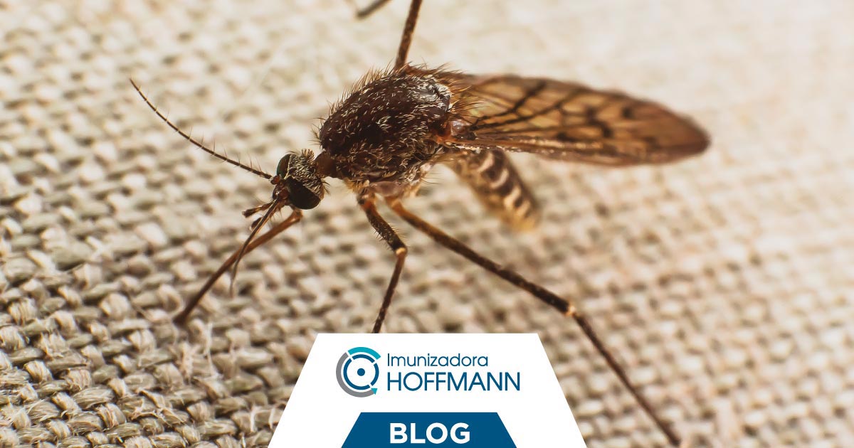 DOSSIÊ: o que você precisa saber para eliminar os mosquitos