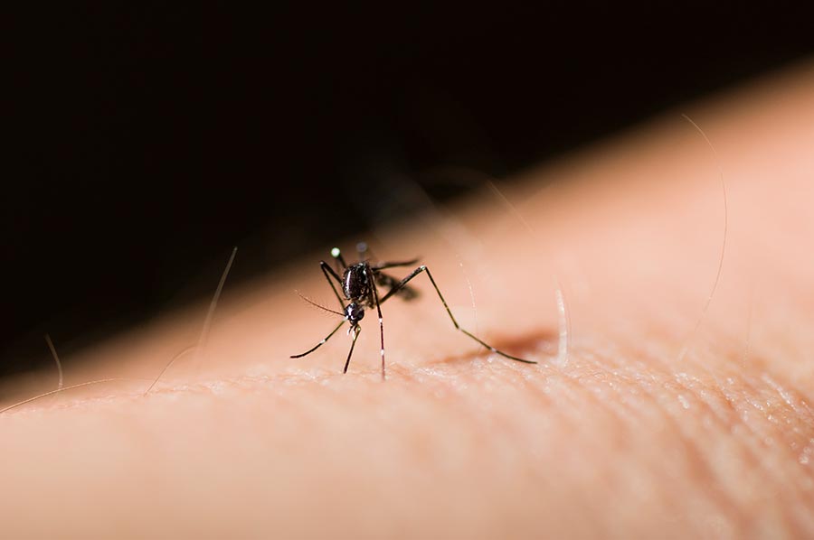 O que você precisa saber para eliminar os mosquitos