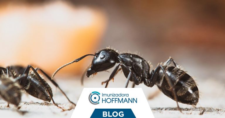 DOSSIÊ: o que você precisa saber para eliminar as formigas