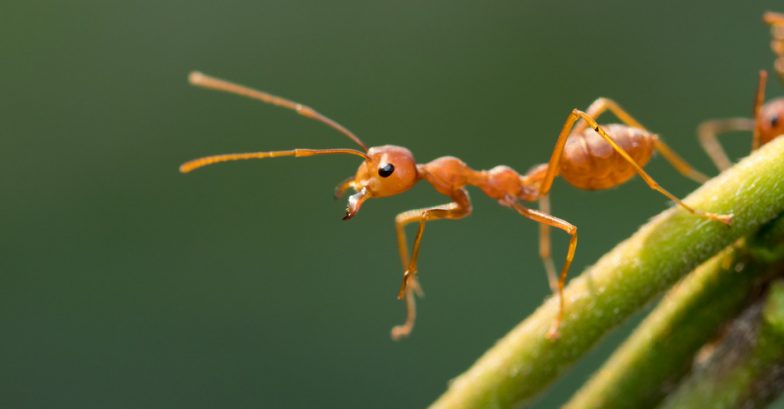 Como identificar a praga invasora - Infestação de Formigas