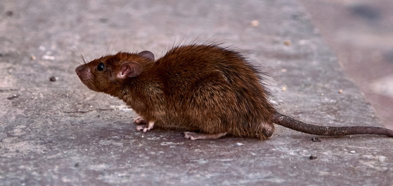 Como identificar a praga invasora - Infestação de Ratos