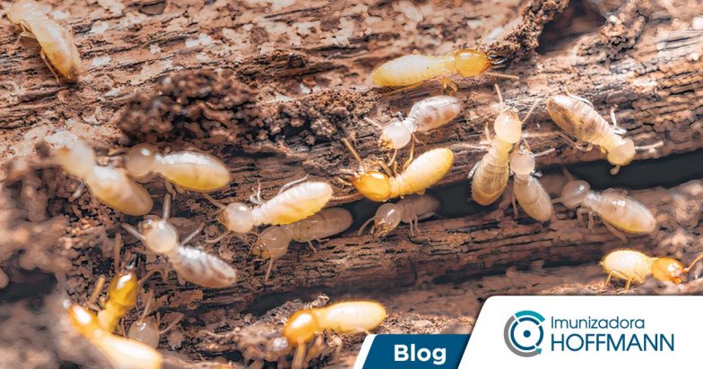 Por que o veneno de cupim não resolve a infestação?