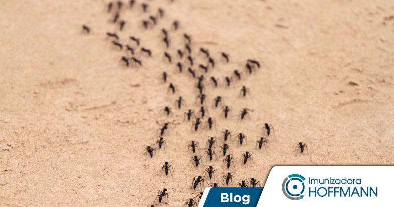 Descubra os melhores métodos para eliminar formigas