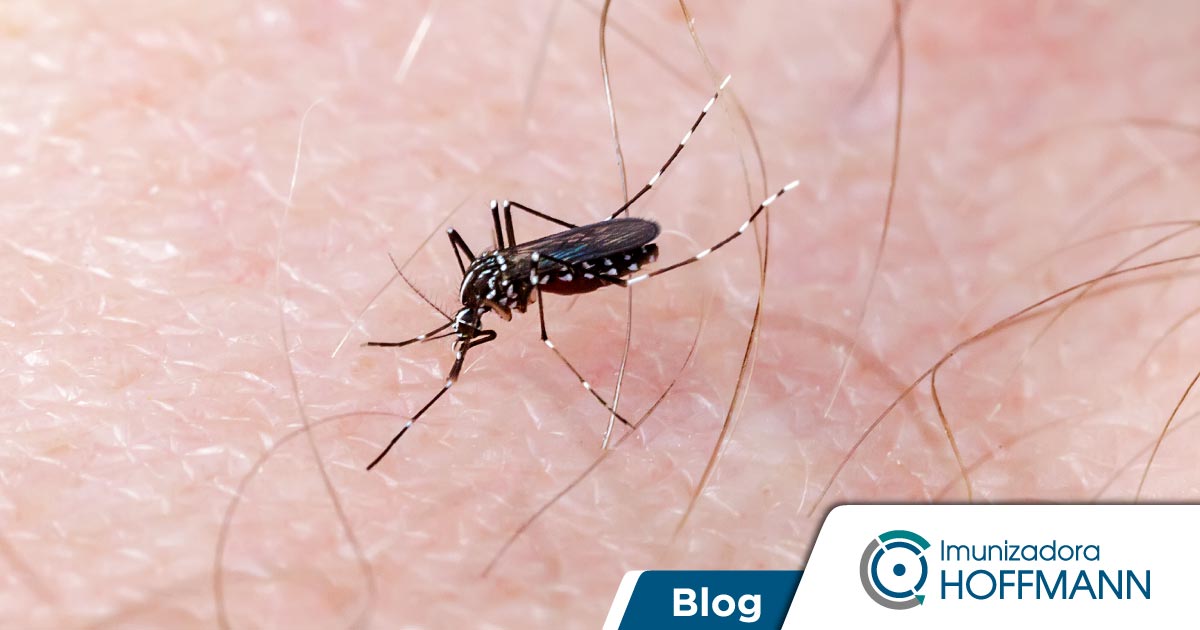 Como se proteger da dengue