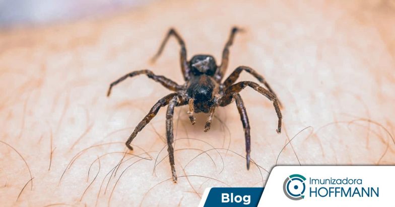 Picada de aranha: sintomas e primeiros socorros