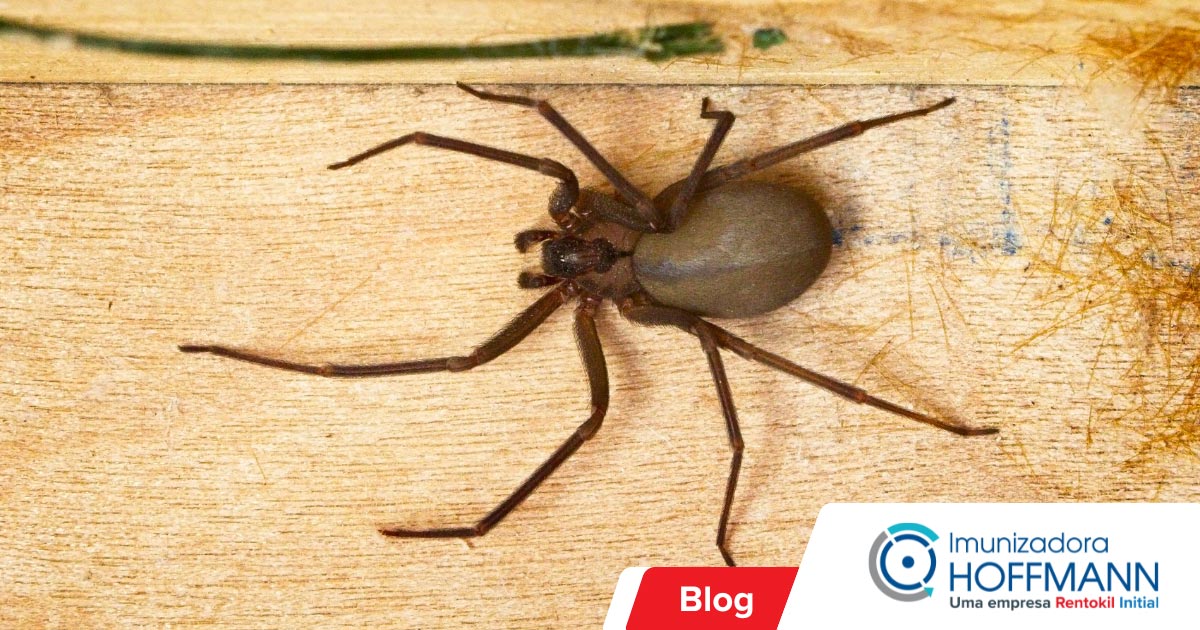 Picada de aranha: sintomas e primeiros socorros