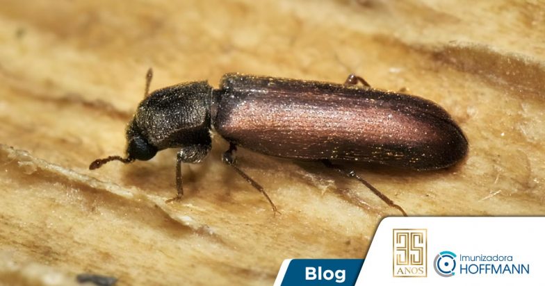 Broca de madeira: o inseto confundido com cupim