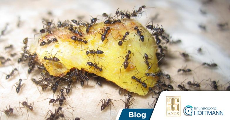 Formigas urbanas no Rio Grande do Sul: uma fauna perigosa