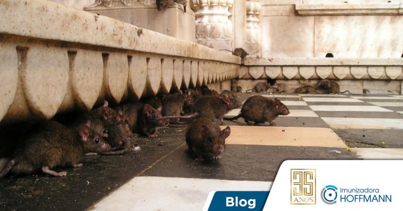Ratazana ou rato-preto: com qual se preocupar?