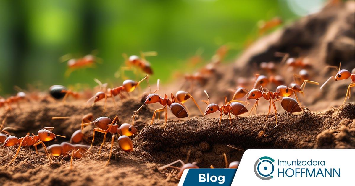 Formigas urbanas e suas principais características