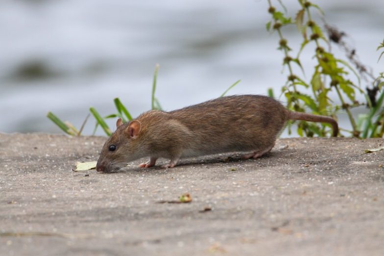 Rato gigante' é encontrado em esgoto no México - vídeo