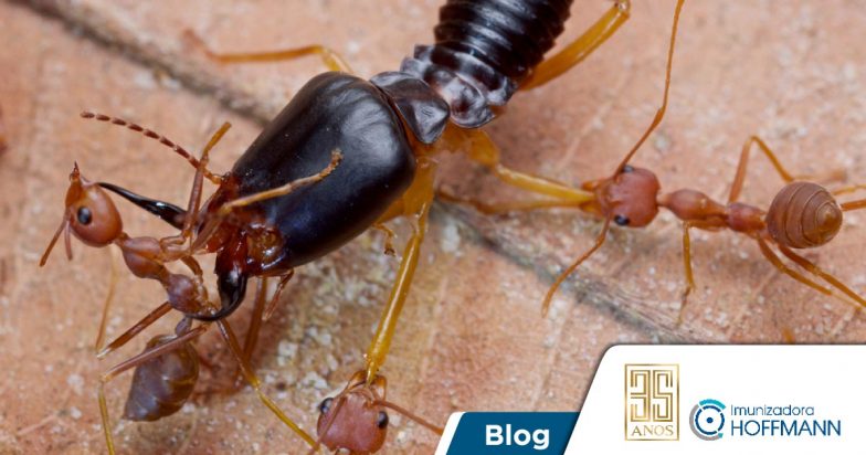 Formigas comem cupins e também atacam a madeira