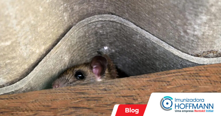 Onde os ratos se escondem? Surpreenda-se com essa e outras curiosidades