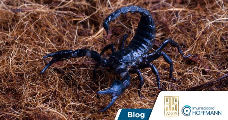 Qual escorpião é o mais venenoso? Conheça espécies assustadoramente perigosas