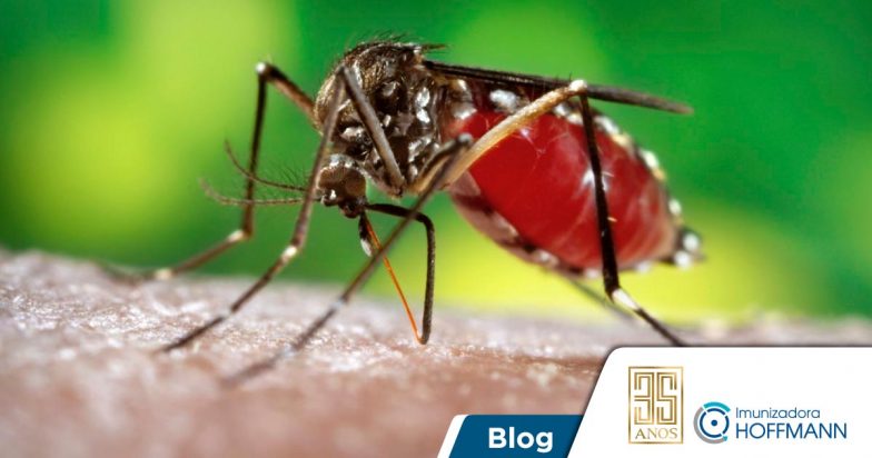 Mosquito da dengue: verdades e mitos