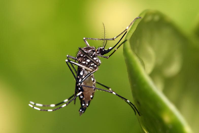 Aedes Aegypti - Mosquito da Dengue