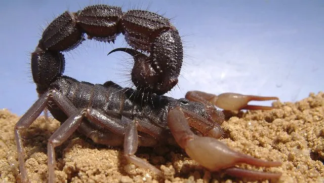 Escorpião negro cuspidor (Parabuthus transvaalicus)