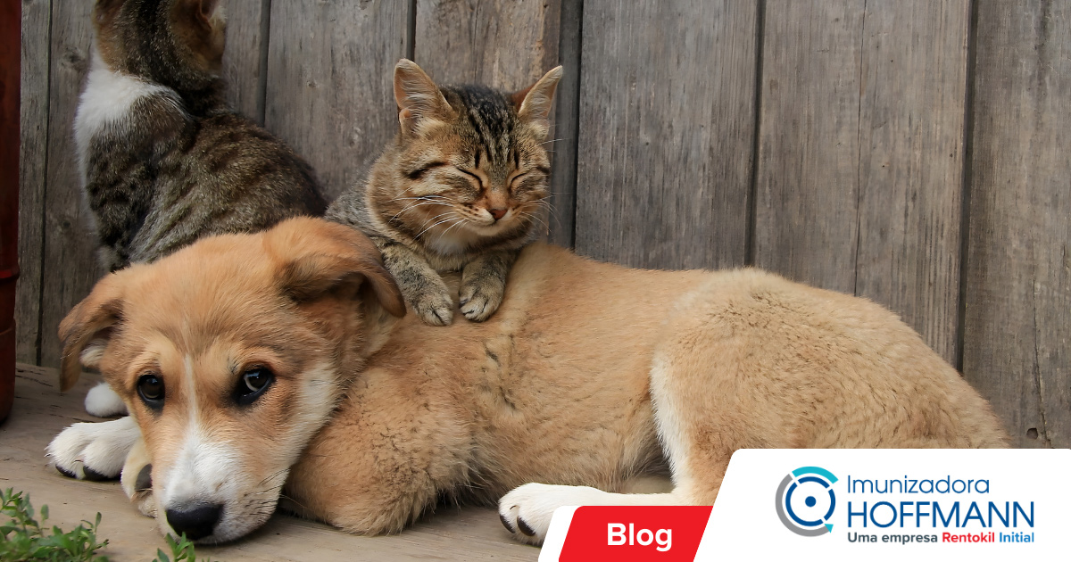 Doenças transmitidas por pragas para cachorros e gatos Doenças transmitidas por pragas para cachorros e gatos