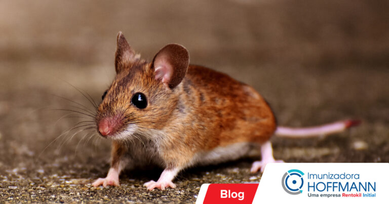 O camundongo é perigoso? Entenda os riscos de uma infestação