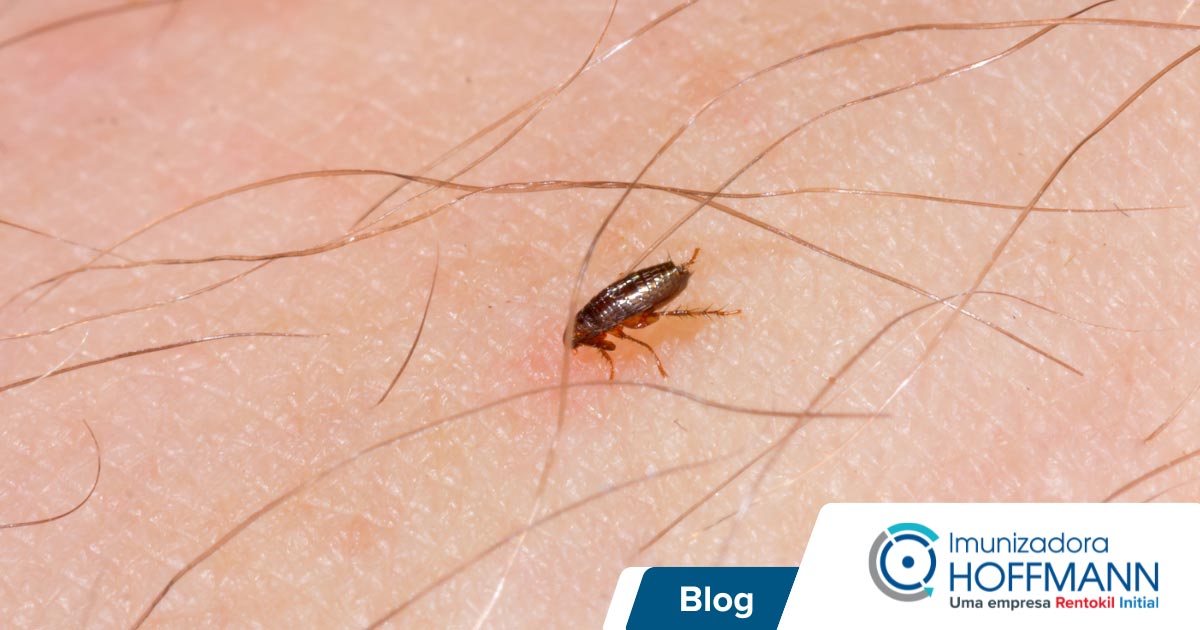 Mitos e Verdades sobre Pulgas: o que você precisa saber para combater infestações Mitos e Verdades sobre Pulgas: o que você precisa saber para combater infestações