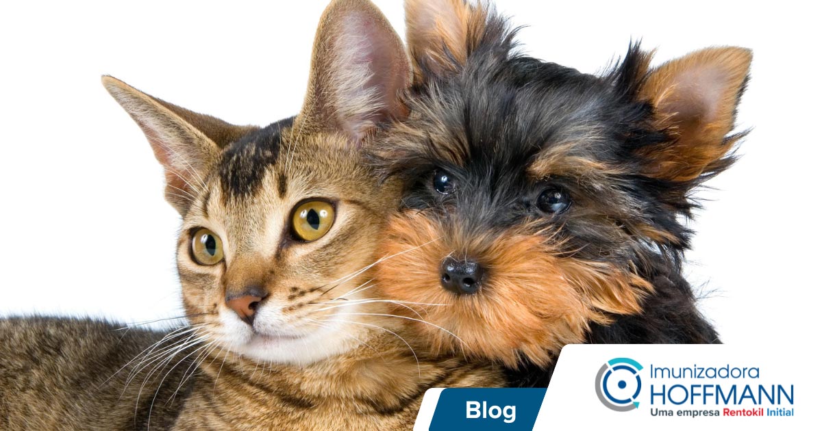 Cuidados com seu pet na dedetização do ambiente