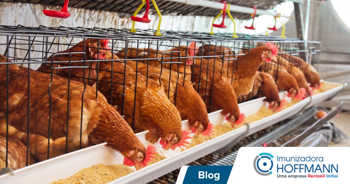Controle de praga em aviários: como garantir a biossegurança e produtividade das aves Controle de praga em aviários: como garantir a biossegurança e produtividade das aves