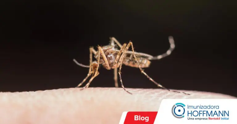 Mosquitos e pernilongos: vetores perigosos de doenças