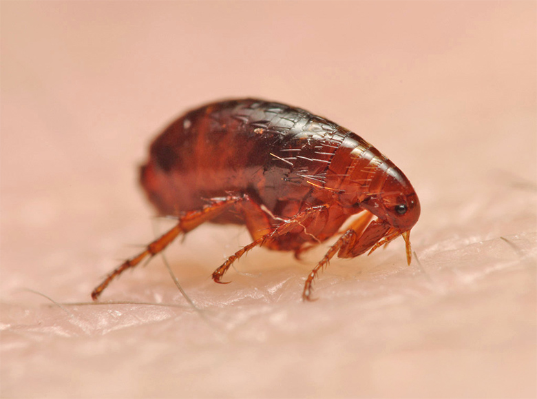 Pulex irritans