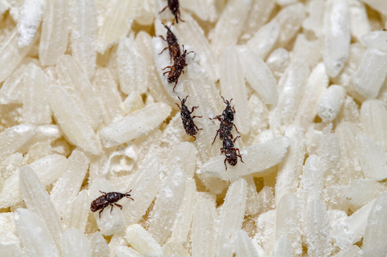 Arroz infestado por carunchos