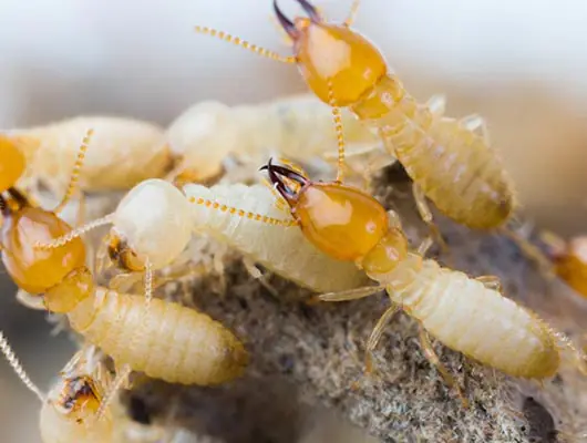 Cupim de solo (Coptotermes gestroi)