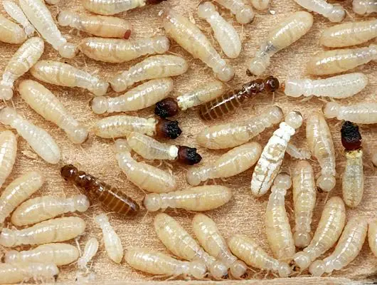 Cupim de madeira seca (Cryptotermes brevis)