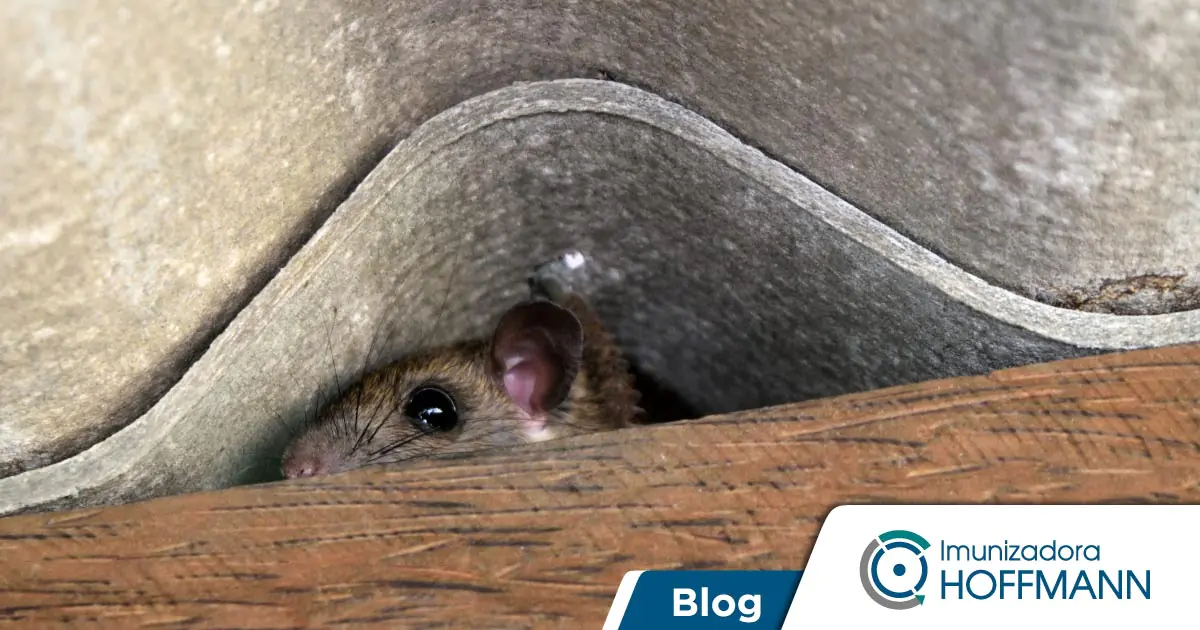 Onde os ratos se escondem? Surpreenda-se com essa e outras curiosidades