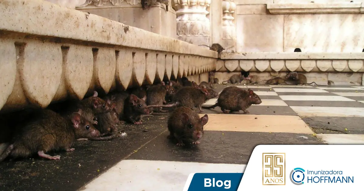 Ratazana, rato-preto ou camundongo: com qual se preocupar?
