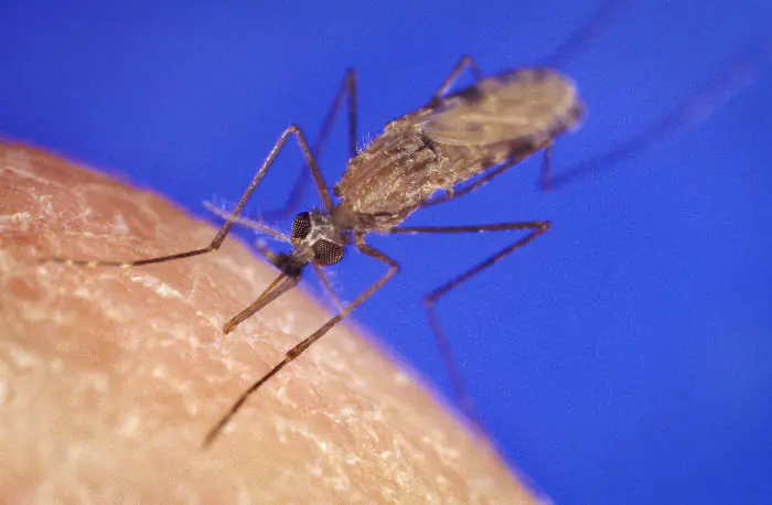 Mosquito Anopheles