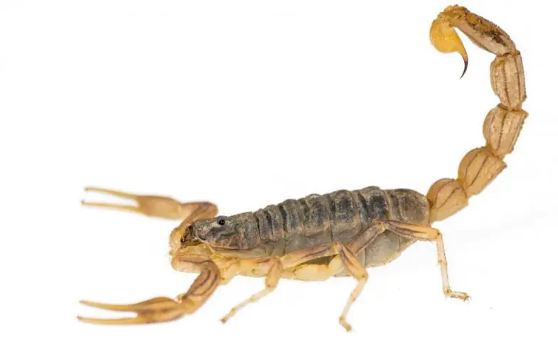 Escorpião amarelo palestino (Leiurus quinquestriatus)
