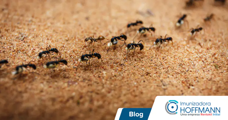 Descubra os melhores métodos para eliminar formigas